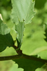 Neochlamisus platani