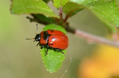 Gonioctena viminalis