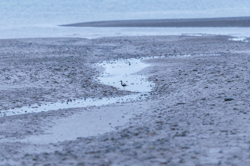 iNaturalist image