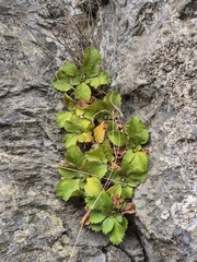 Primula hirsuta