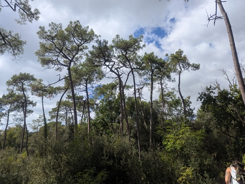 maritime pine