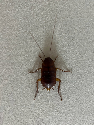 American Cockroach