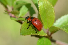 Gonioctena viminalis