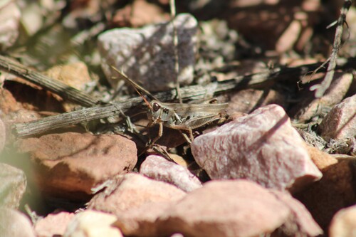 Lakin Grasshopper