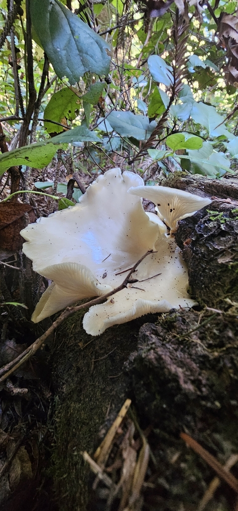 Pleurotus sp. 'pulmonarius-PNW02'