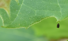 Neochlamisus platani