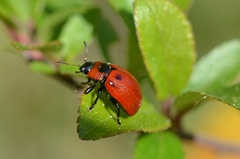 Gonioctena viminalis