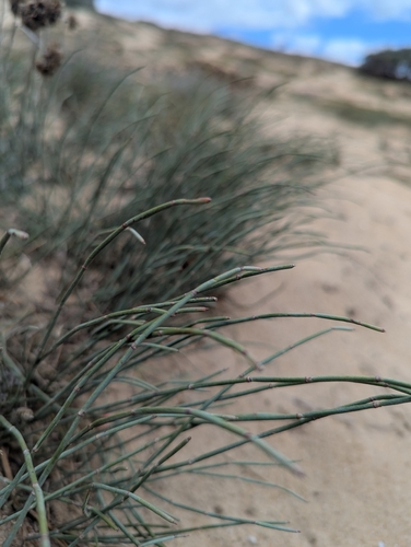 European Ephedra