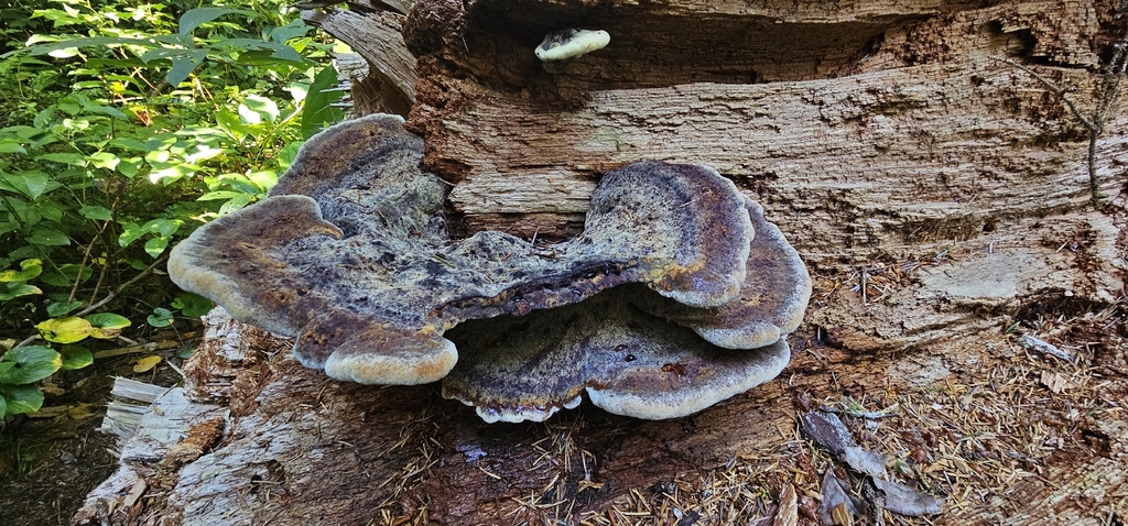 Phaeolus hispidoides · September 2026 · photo: Photo: (c) hyphalrevival, some rights reserved (CC BY) · iNaturalist