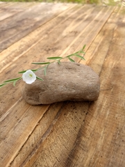 Evolvulus sericeus