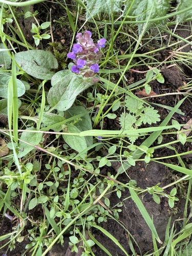 common selfheal