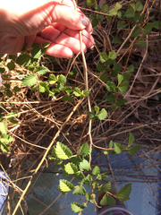 Magnoliopsida