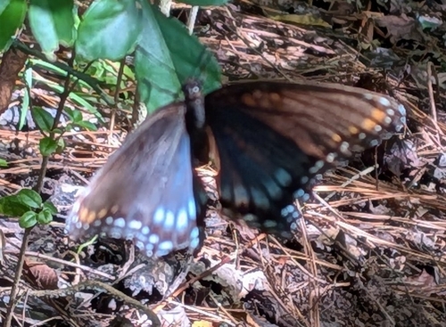 Red-spotted Admiral