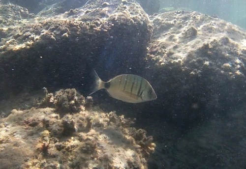 White Sea Bream