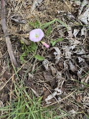 Convolvulus arvensis