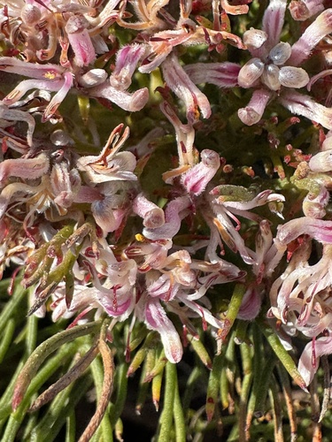Serruria ascendens, photograph 5