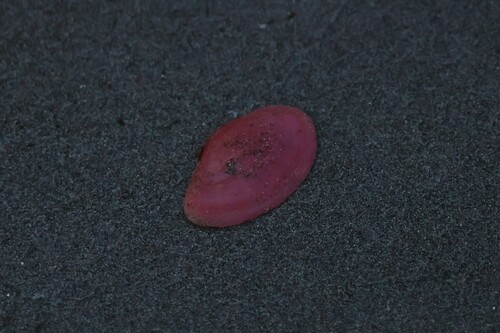 Sanguinolaria tellinoides, 2026-08-27