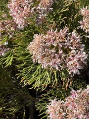 Serruria ascendens, photograph (c) chrisdt, some rights reserved (CC BY)