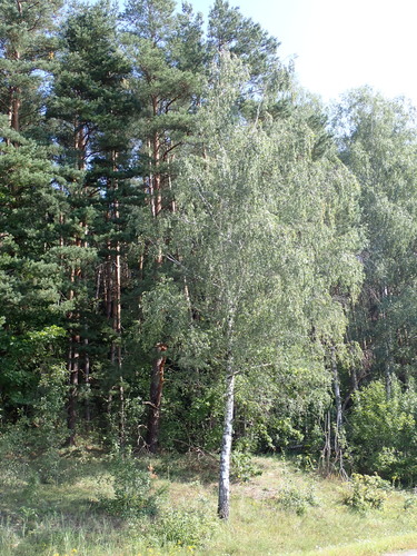 silver birch