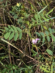 Galega officinalis, photograph author not stated, no rights reserved