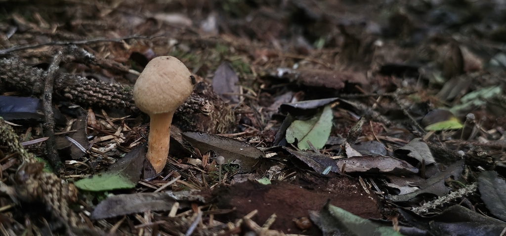 Woolly Pine Spike · September 2026 · photo: Photo: (c) hyphalrevival, some rights reserved (CC BY) · iNaturalist