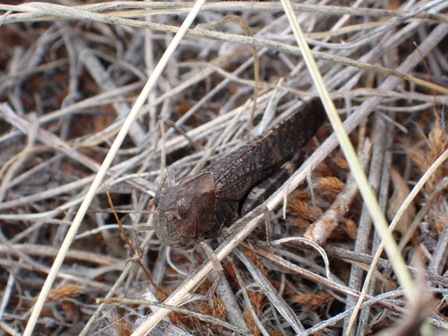 Red-winged Grasshopper