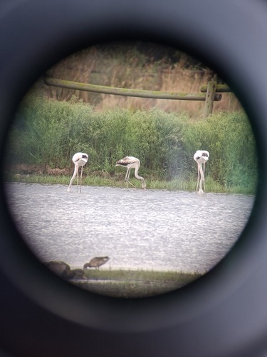 iNaturalist image