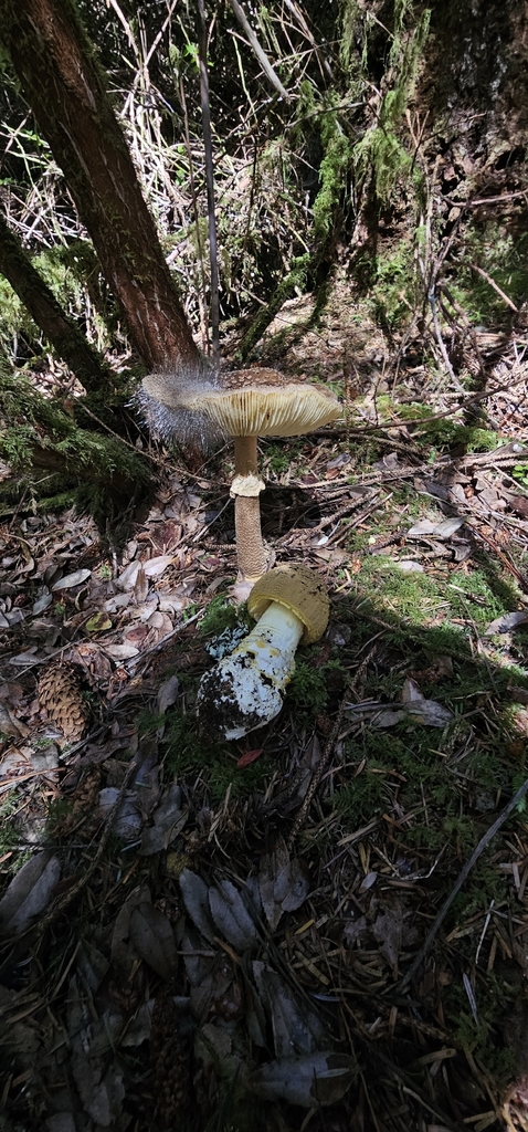 Western Yellow-veiled Amanita · September 2026 · photo: Photo: (c) hyphalrevival, some rights reserved (CC BY) · iNaturalist