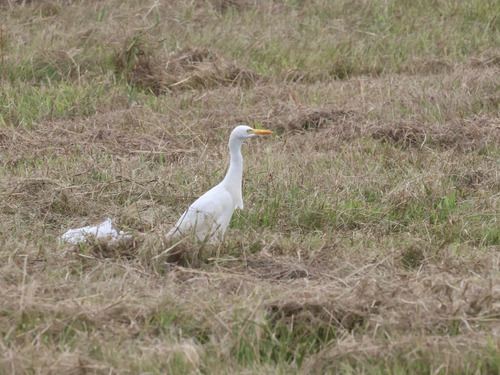 iNaturalist image