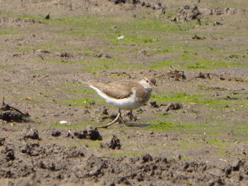 iNaturalist image