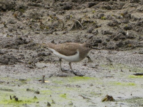 iNaturalist image