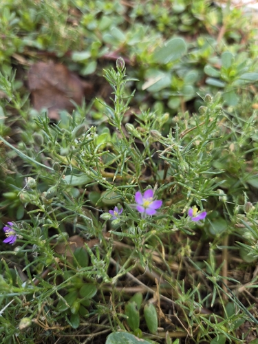 Spergularia rubra, photograph 1
