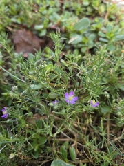 Spergularia rubra