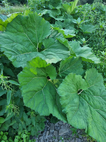 Petasites hybridus, photograph 3