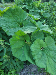Petasites hybridus, photograph (c) Demian Hiß, some rights reserved (CC BY)
