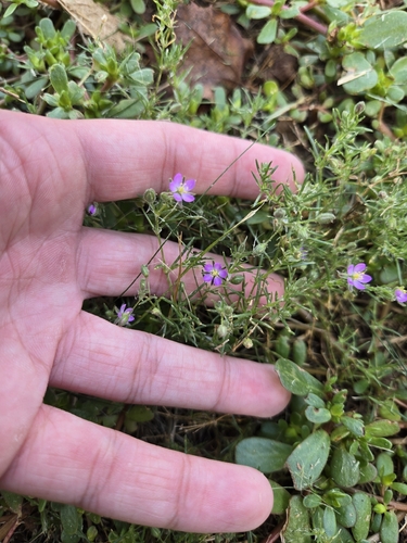 Spergularia rubra, photograph 2