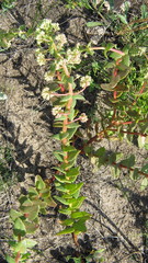 Hylotelephium maximum ruprechtii