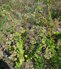 Hylotelephium maximum ruprechtii