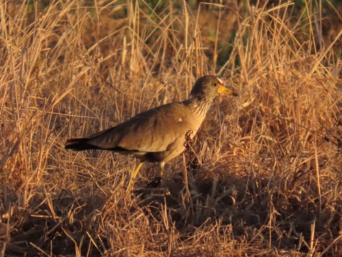 iNaturalist image