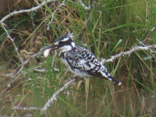 iNaturalist image