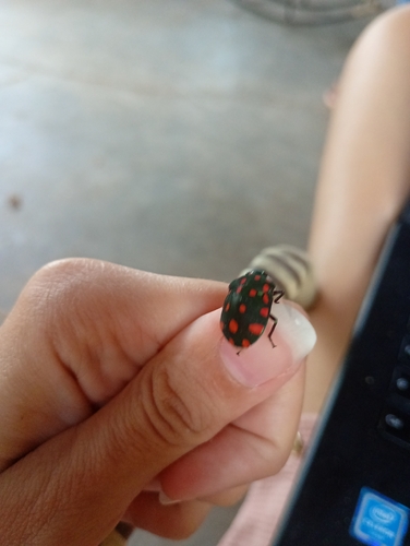 Torrid Jewel Bug