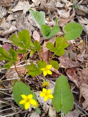 Waldsteinia