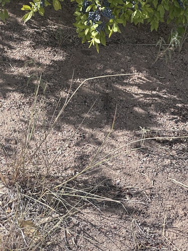 Chihuahuan Spotted Whiptail
