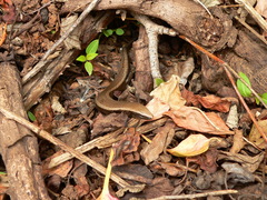Chalcides viridanus
