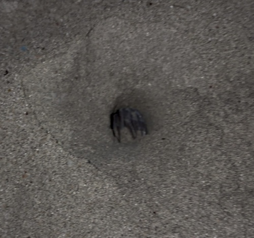 Tufted Ghost Crab