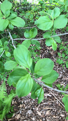 Rhamnus cathartica