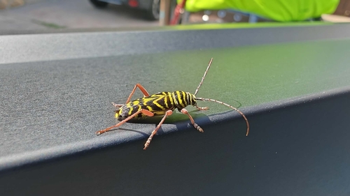 Locust Borer