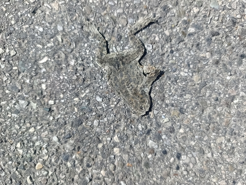 Balearic Green Toad