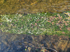 (c) Demian Hiß, some rights reserved (CC BY) Ranunculus peltatus, photograph (c) Demian Hiß, some rights reserved (CC BY)