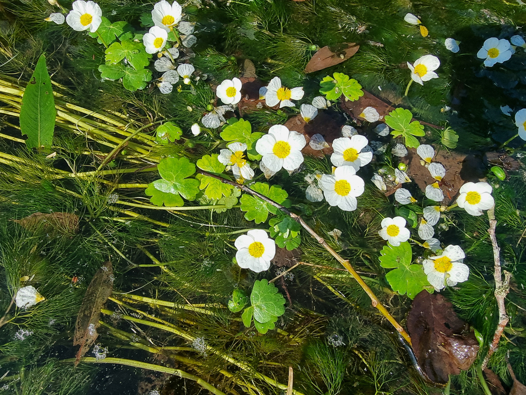 Ranunculus peltatus; photograph (c) Demian Hiß, some rights reserved (CC BY)